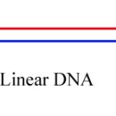 플라스미드(PLASMID)