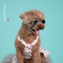 마음반려 동물의료원 이미지