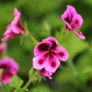 플라워즈(Flowers) 이미지
