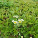 민들레경로당 이미지