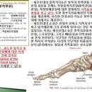 [11강-발목/발-5](84강)목말종아리관절 곁인대(세모인대등), 역치란?, 발목의 기계적수용기들(receptors)등 이미지