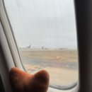 🤍🤣🌰🦊🛬 이미지