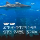 중부-현장-중부-1440 | 오키나와 츄라우미 수족관, 돌고래쇼, 입장권, 주차꿀팁, 고래상어