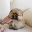 예쁜강아지 | 인천애견분양, 홍스퍼피에서 건강하고 예쁜 강아지 맞이한 후기