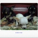 송가축약품 이미지