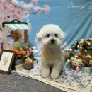 보노보노 미용실 | 강남 강아지 미용실 추천 라벨라모프 후기