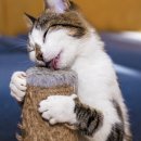 식물이야기 이미지