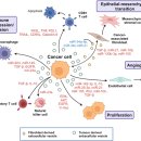 Re: Extracellular vesicles as tools and targets in therapy for diseases 202 이미지