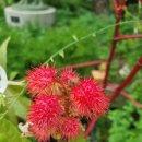 화무십일홍(花無十日紅) 뜻과 유래 및 권세의 덧없음에 대한 고찰 이미지
