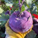 동식농장 이미지