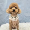 봄날의 댕댕이 이미지