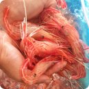 새우일 산소 이미지