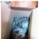 짱가마트 이미지