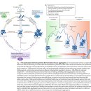 Re: The proteostasis network and its decline in ageing 이미지