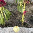 스마일 여관 | ☕️ 카페 보안 : 경복궁 돌담 뷰 서촌 카페 추천