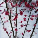 눈속에피는꽃 이미지