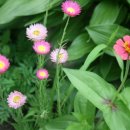 H9338 Daum카페