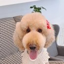 그레이스그루밍 이미지