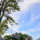 25.06.24.화~(383차)~거제 저구항 수국 이미지