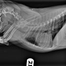 Dr. 오즈 동물병원 이미지