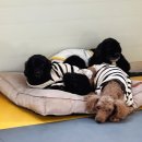 땅콩 애견유치원 이미지