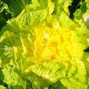 조은세상영농조합법인 이미지