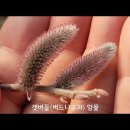 3월 분당 탄천의 꽃과 나무 11종 마스터하기 / 싸돌맨 동영상 이미지