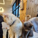 고양이카페 이미지