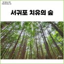 서귀포 치유의 숲 예약 방법, 주차정보 및 소요시간 ft. 당일 예약