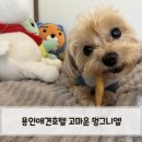 멍그니엘 | 용인애견호텔 고마운 멍그니엘