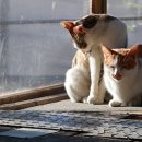 난향동-17 이미지