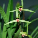 제주의 한란 이미지