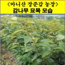 감나무목장 이미지