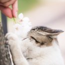 꽃냥이네 이미지