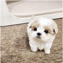 켄넬203 말티푸분양, 미니비숑분양 | 파주강아지분양에서 말티푸 직접 보고 데려왔음