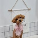 몽비쥬 펫살롱 이미지