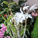 석곡농장 이미지