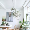 식물 인테리어 이미지