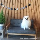 애견스토리 이미지