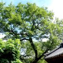 이순신 유숙지 | 경남 산청 남사 예담촌(南沙 礼谈村)