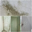 평화제일오투그란데에버 이미지