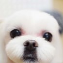 동그리펫살롱 이미지