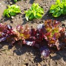 새순2농장 이미지