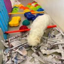 행복애견 이미지