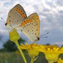 나비사랑 이미지