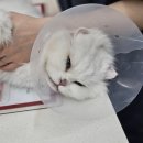 보담동물의료센터