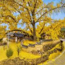 은행나무1길 이미지