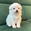 더 귀엽개 이미지