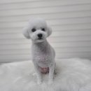 플러스애견미용실 이미지