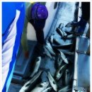 신진도조이 이미지